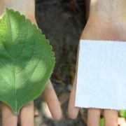 Una planta está reemplazando el papel de baño