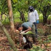 Extremo calor en México: Aumenta a 157 el número de monos aulladores muertos