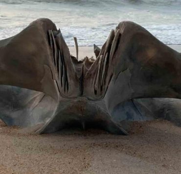 Encuentran enorme cráneo en una playa