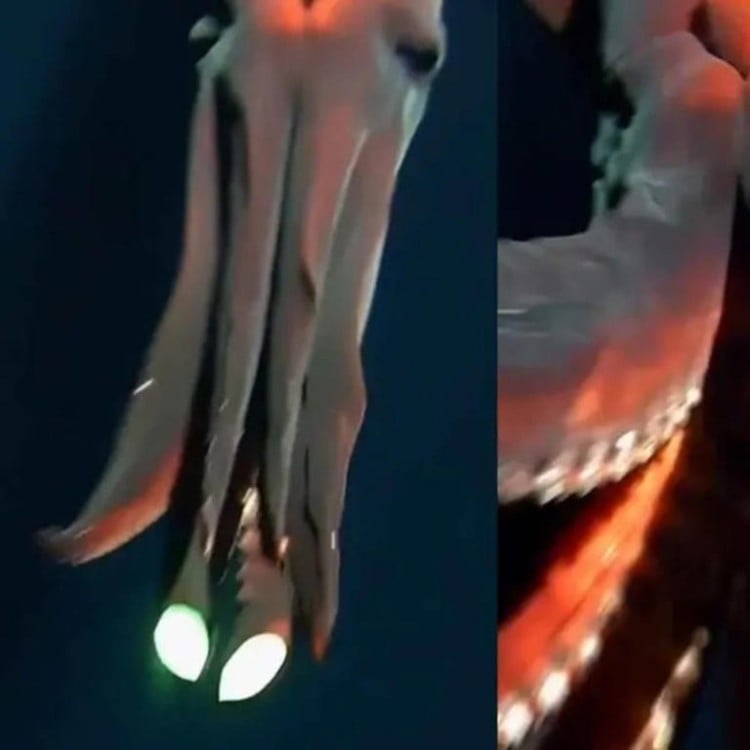 Un calamar con luces integradas