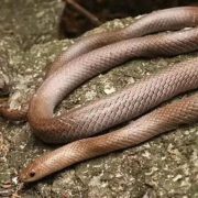 En Tailandia descubren una nueva serpiente