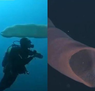 Extraños seres en las aguas de Estados