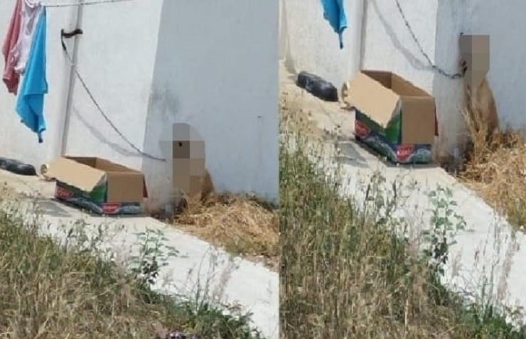 Imputan a mujer que dejo morir a su perrito amarrado en el sol