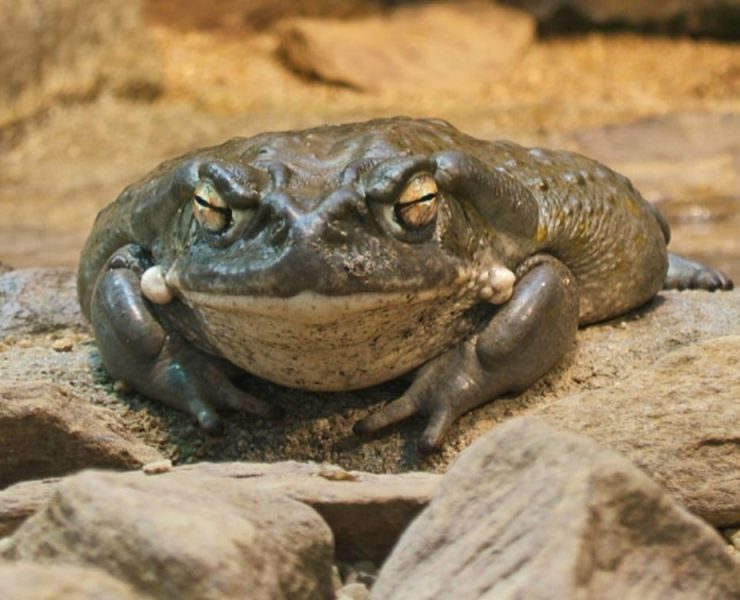 Un veneno ayudará con la depresión