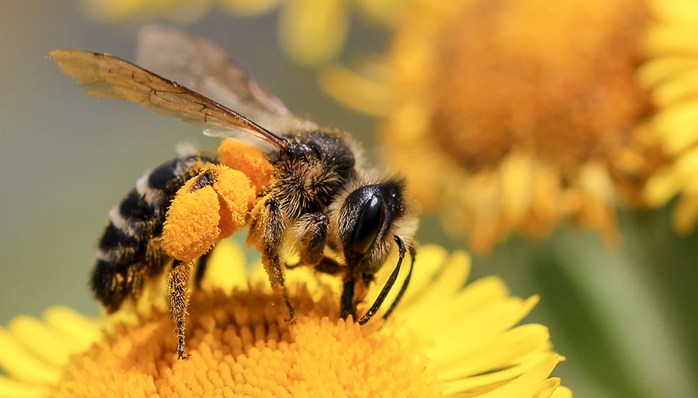 Día internacional de las abejas