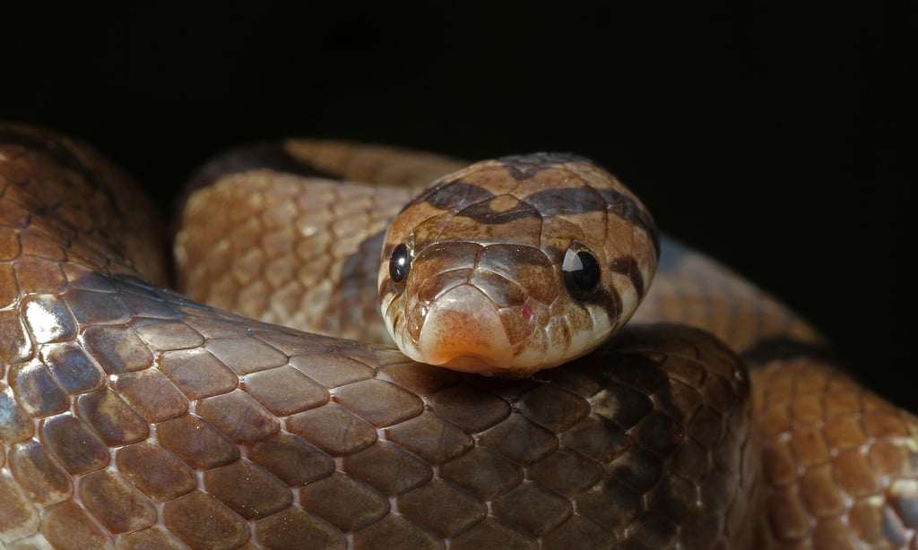 En Tailandia descubren una nueva serpiente