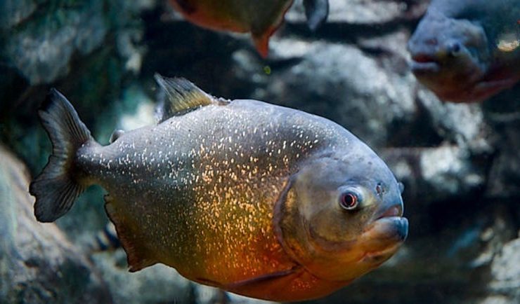 Descubren una nueva especie de piraña