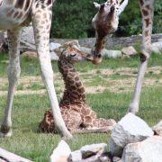 Nace una jirafa de una especie en riesgo