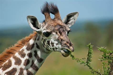 Nace una jirafa de una especie en riesgo