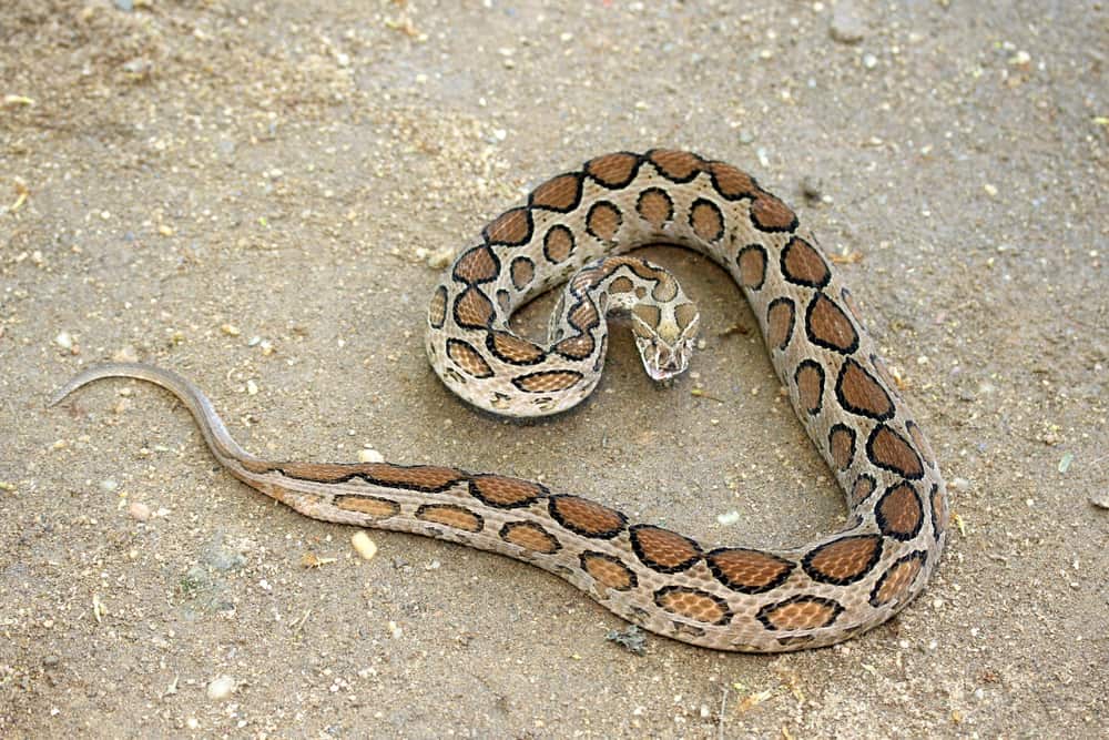 Una serpiente extinta se cobra 5 vidas