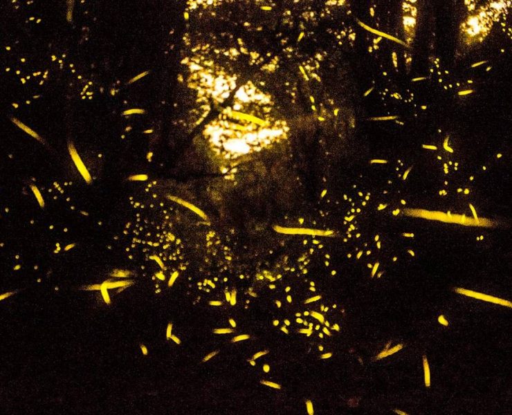 El Valle de las Luciérnagas.