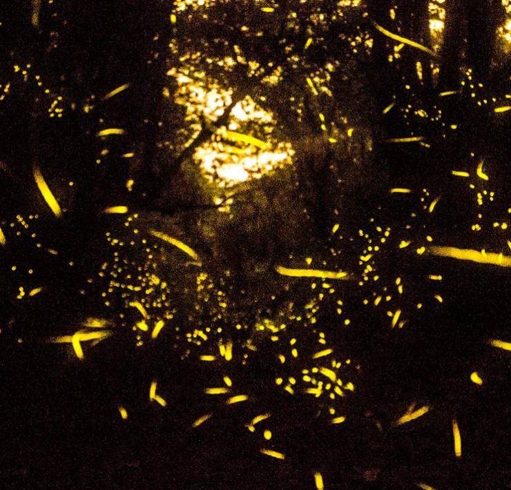 El Valle de las Luciérnagas.