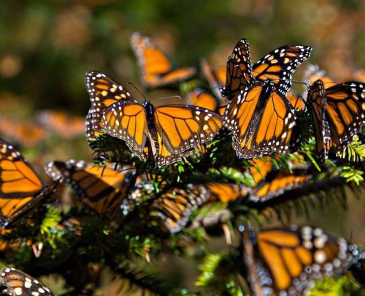 El Santuario Piedra Herrada