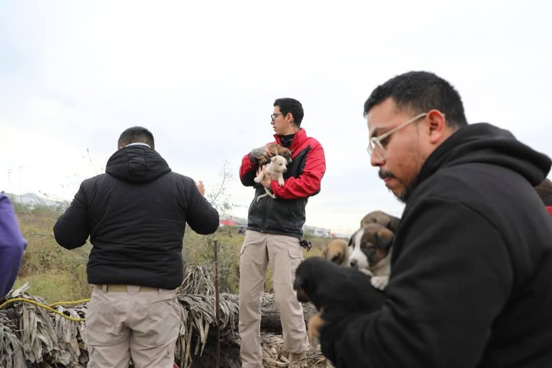 En el sitio se localizaron 21 cachorros de poco más de un mes, una perrita adulta y dos recién nacidos.