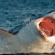 Descubren el tiburón blanco más grande registrado hasta la fecha
