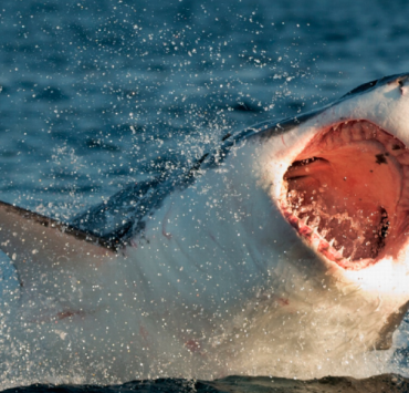 Descubren el tiburón blanco más grande registrado hasta la fecha
