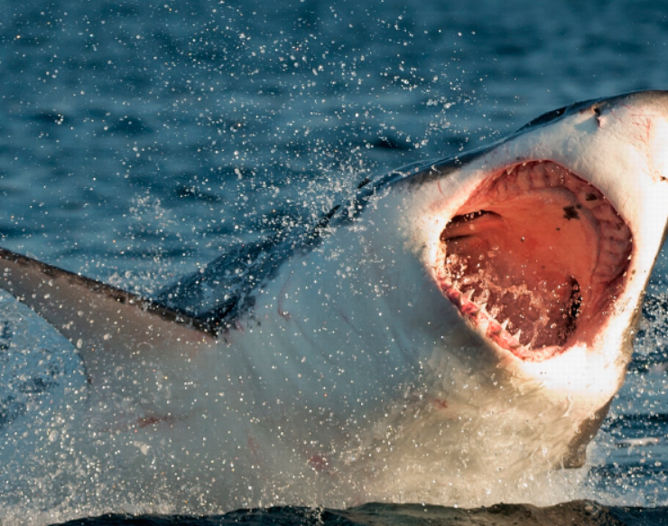 Descubren el tiburón blanco más grande registrado hasta la fecha