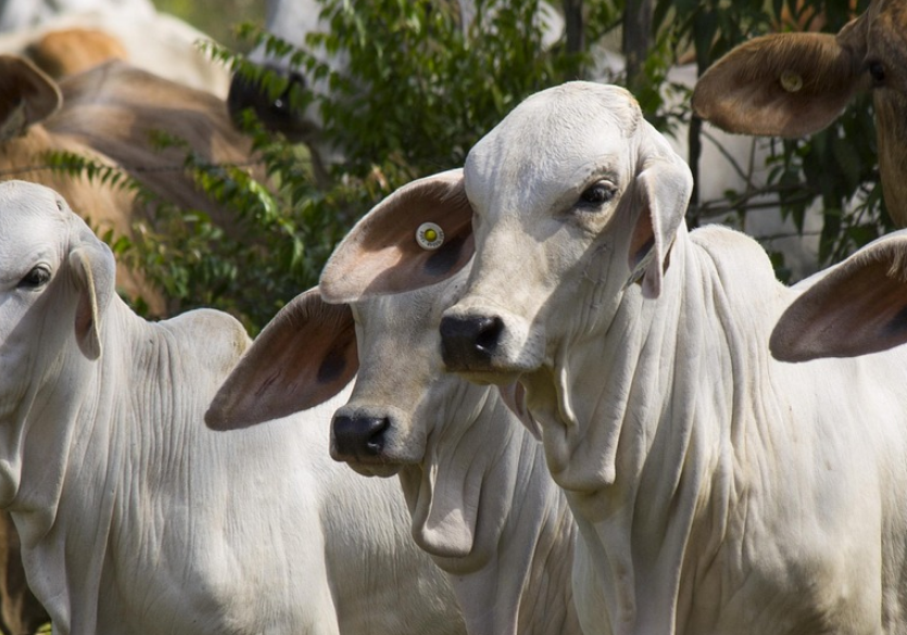 Rechazo de los líderes agrícolas a la importación masiva
