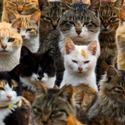 ¿Nuevo Color de Gatos? Una falla genética muy extraña