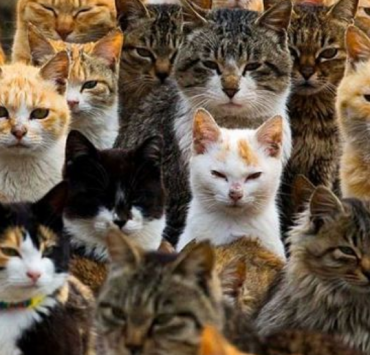 ¿Nuevo Color de Gatos? Una falla genética muy extraña