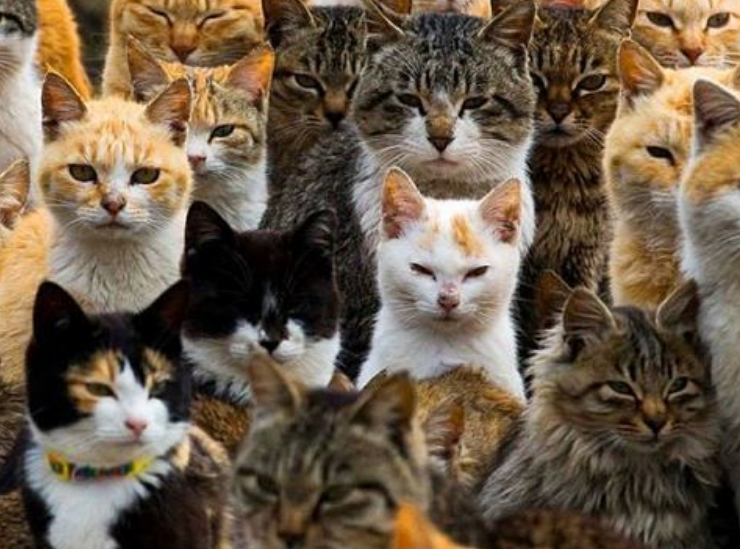 ¿Nuevo Color de Gatos? Una falla genética muy extraña