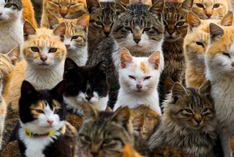 ¿Nuevo Color de Gatos? Una falla genética muy extraña