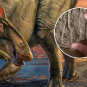 Encuentran un fósil aún con piel que data de 66 millones de años