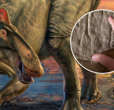 Encuentran un fósil aún con piel que data de 66 millones de años