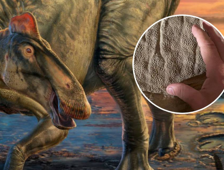 Encuentran un fósil aún con piel que data de 66 millones de años
