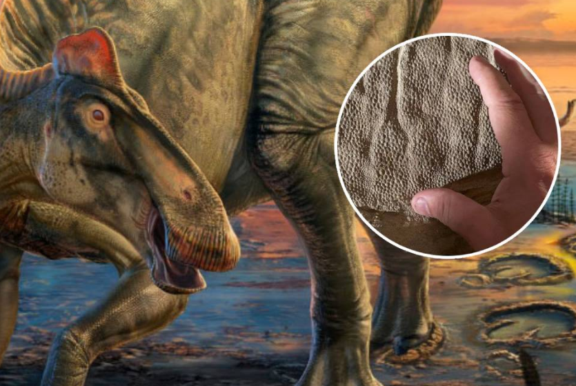 Encuentran un fósil aún con piel que data de 66 millones de años