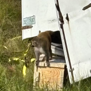 Monos de laboratorio escapan durante un accidente de trafico ¿Son peligrosos?