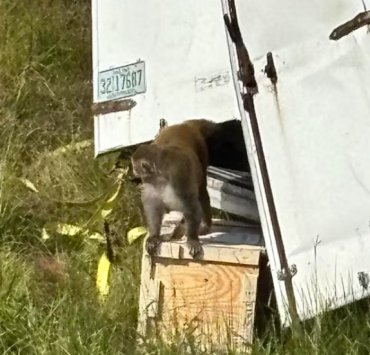 Monos de laboratorio escapan durante un accidente de trafico ¿Son peligrosos?