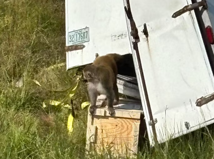Monos de laboratorio escapan durante un accidente de trafico ¿Son peligrosos?