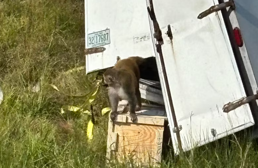 Monos de laboratorio escapan durante un accidente de trafico ¿Son peligrosos?