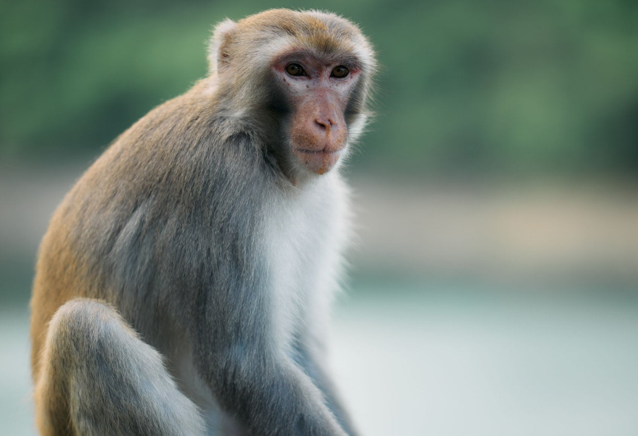 El accidente que liberó a los monos de investigación