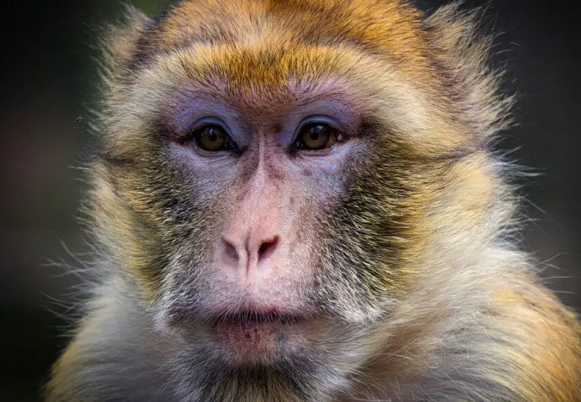 Riesgos biológicos y protocolos de seguridad