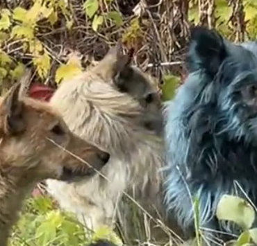 ¿Perros Azules? Se avistaron estos animales cerca de la planta nuclear de Chernóbil