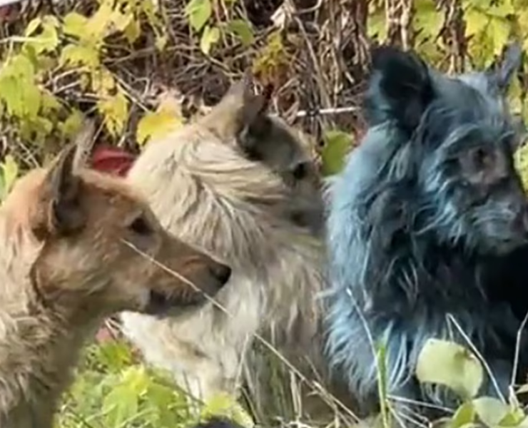 ¿Perros Azules? Se avistaron estos animales cerca de la planta nuclear de Chernóbil