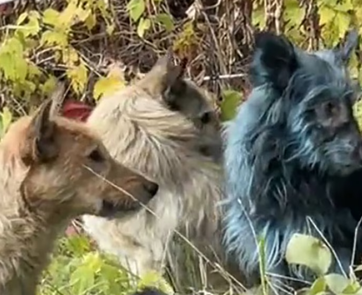 ¿Perros Azules? Se avistaron estos animales cerca de la planta nuclear de Chernóbil