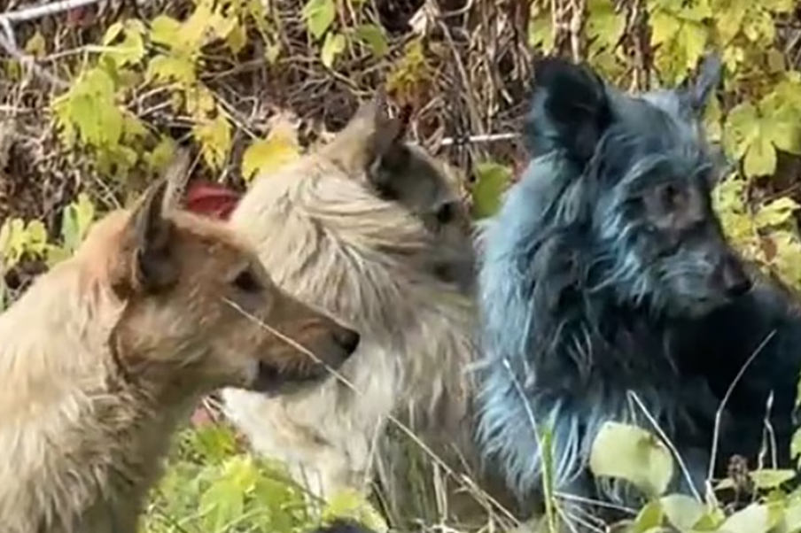¿Perros Azules? Se avistaron estos animales cerca de la planta nuclear de Chernóbil