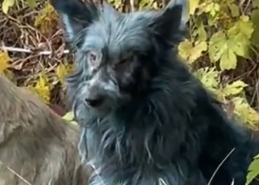 Origen y adaptación de los perros de Chernóbil