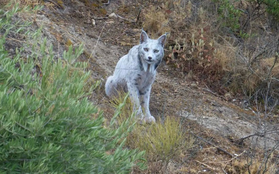 Un “fantasma blanco” del bosque mediterráneo