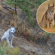 Un lince ibérico blanco es captado por primera vez en España, su apariencia deslumbra