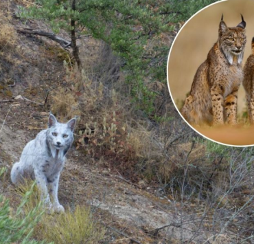 Un lince ibérico blanco es captado por primera vez en España, su apariencia deslumbra