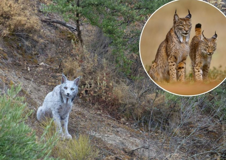 Un lince ibérico blanco es captado por primera vez en España, su apariencia deslumbra