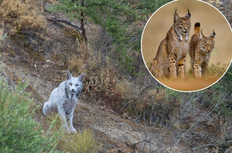 Un lince ibérico blanco es captado por primera vez en España, su apariencia deslumbra