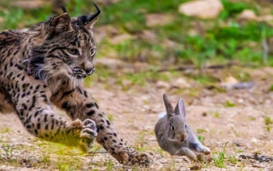 Amenazas y vigilancia