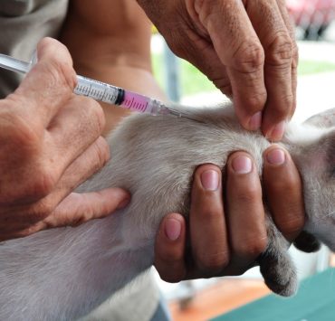 Refuerzan acciones en Yucatán para cuidar la salud y el bienestar de los animales ¡Una cruzada que transforma comunidades!