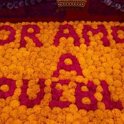 Puebla fortalece su liderazgo nacional en la producción de flor de cempasúchil y terciopelo