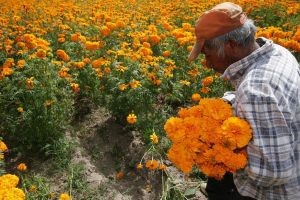 Puebla fortalece su liderazgo nacional en la producción de flor de cempasúchil y terciopelo